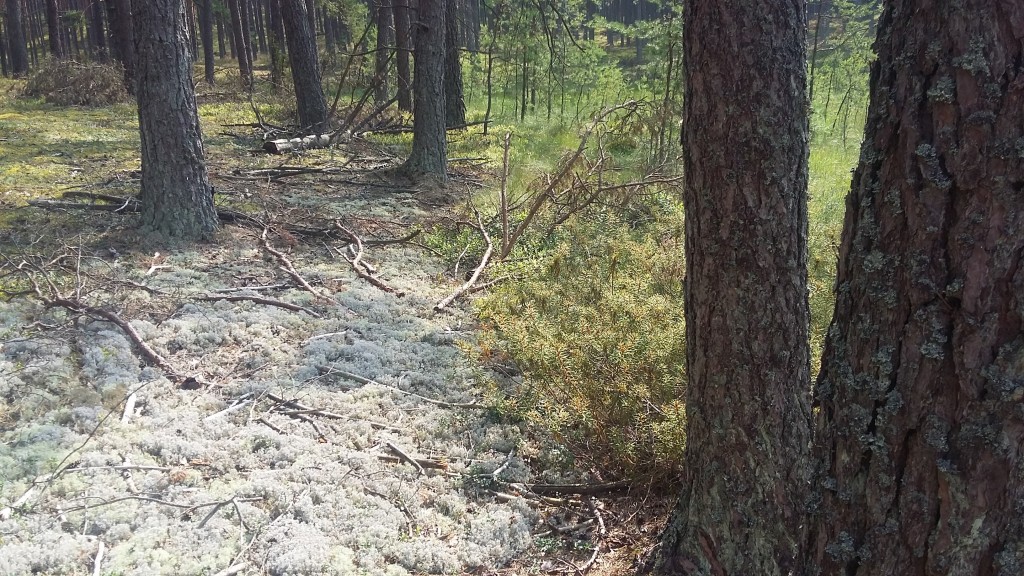 Granica bór suchy i torfowisko