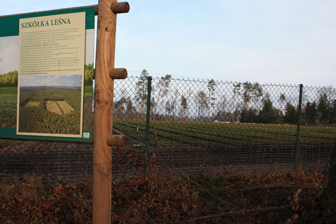 szkólka leśna Trawice